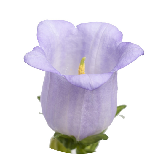 Campanula Medium Champion Lavender.