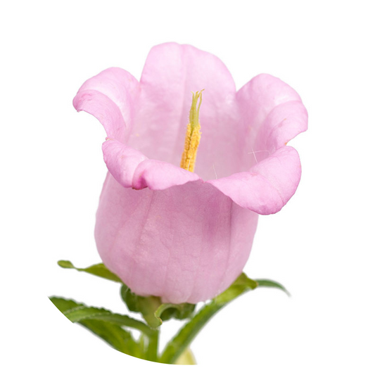 Campanula Medium Champion Pink.