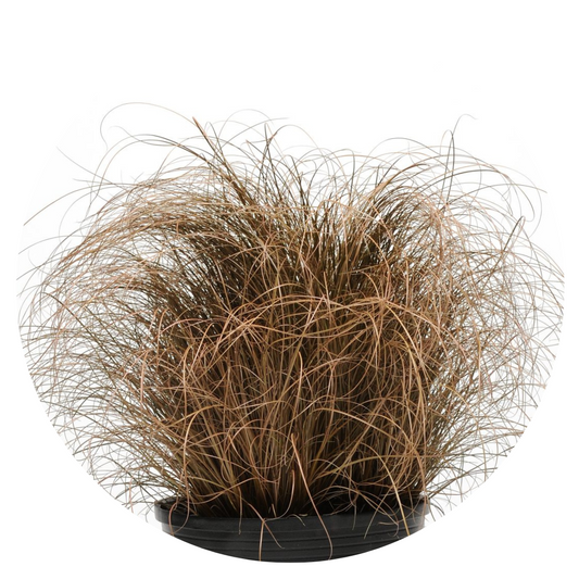 Carex comans Bronco | Leatherleaf Sedge | Pelleted therapyofflowers.com