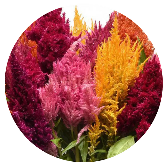 Celosia plumosa Sunday™ Mix | Celosia therapyofflowers.com