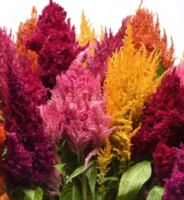 Celosia plumosa Sunday™ Mix | Cockscomb therapyofflowers.com