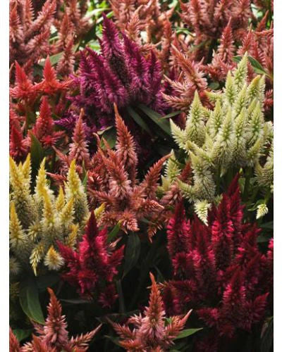 Celosia spicata Celway™ Mix | Cockscomb therapyofflowers.com