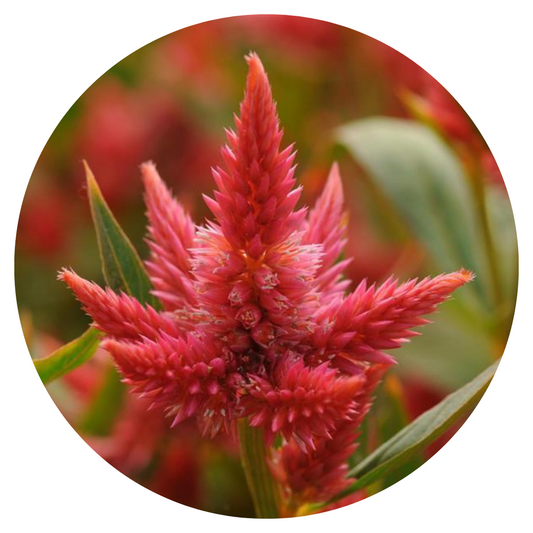 Celosia spicata Celway Orange.