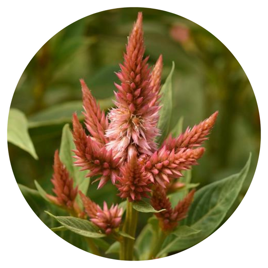 Celosia spicata Celway Terracotta.