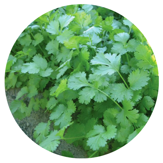 Coriander | Asian Herb therapyofflowers.com