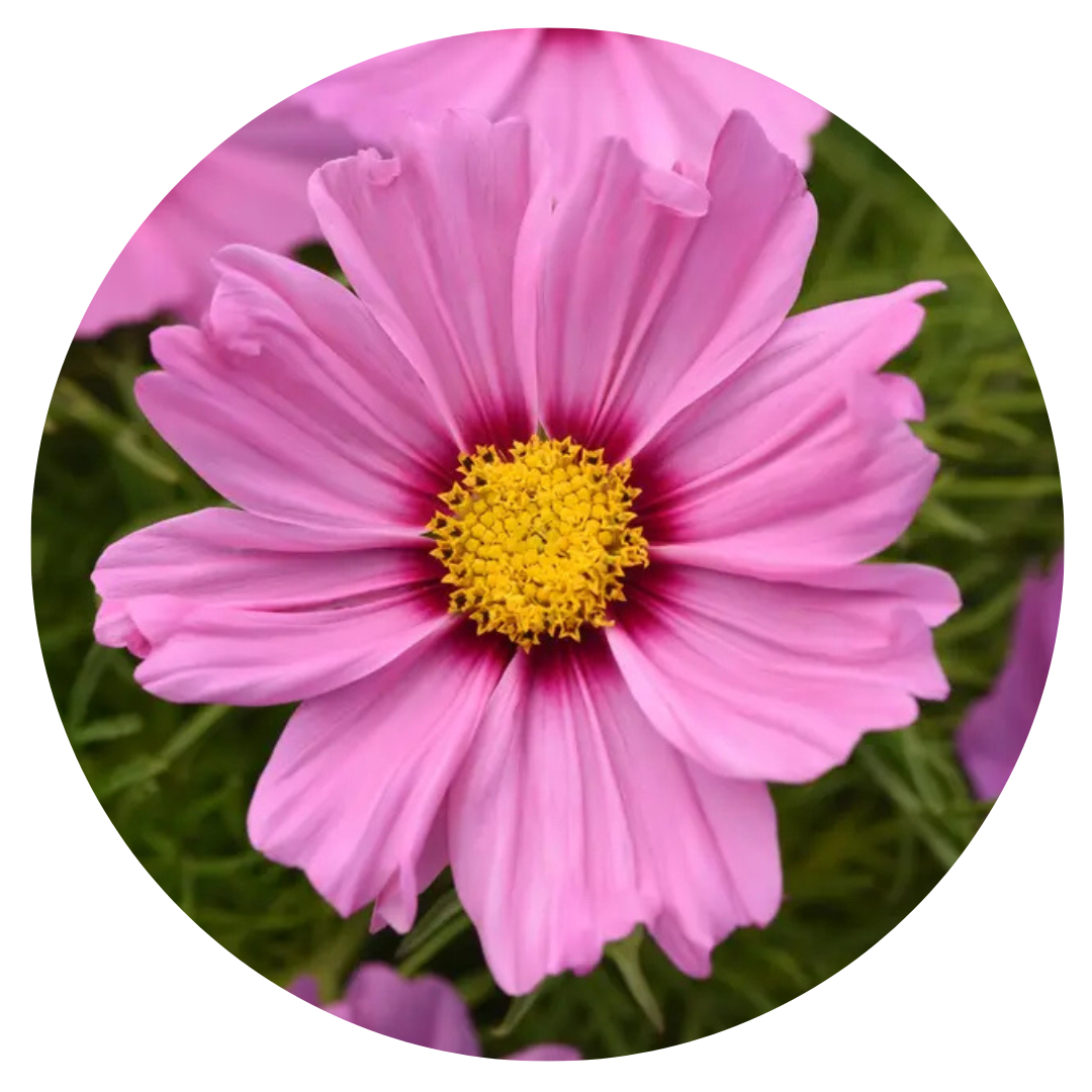 Cosmos bipinnatus Sonata™ Pink Blush | Cosmos - 20 seeds / 61 cm / Pink Blush - seeds