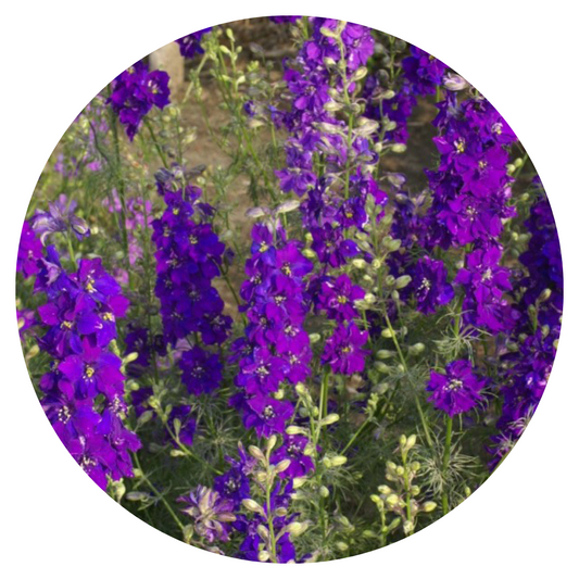 Delphinium consolida Deep Blue | Larkspur therapyofflowers.com