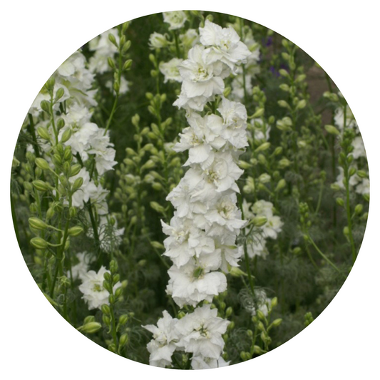 Delphinium consolida QIS® White | Larkspur therapyofflowers.com