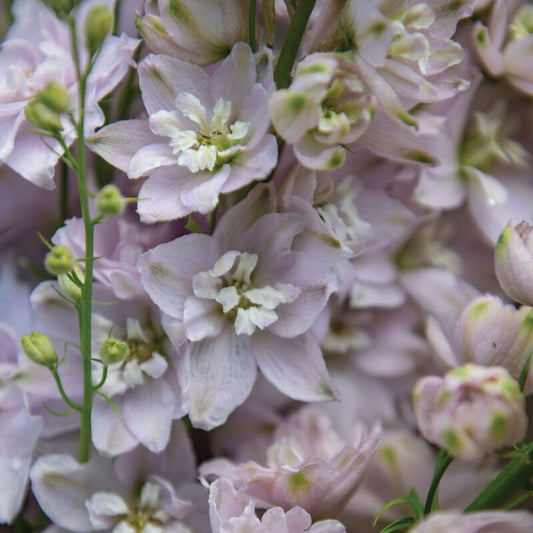 Delphinium elatum Magic Fountain Cherry Blossom therapyofflowers.com