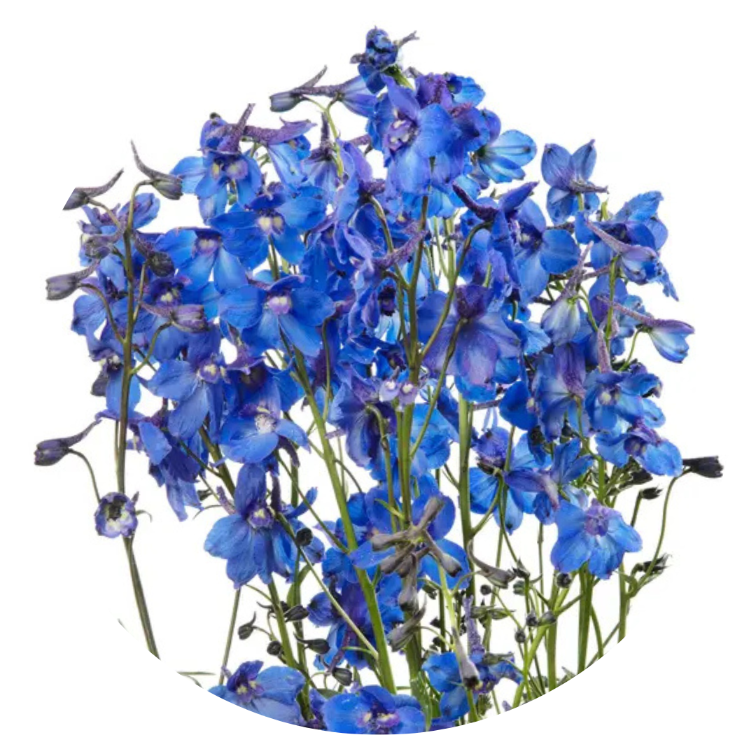 Delphinium x belladonna Blue Shadow® | Candle larkspur - 30 seeds / Deep blue - Seeds