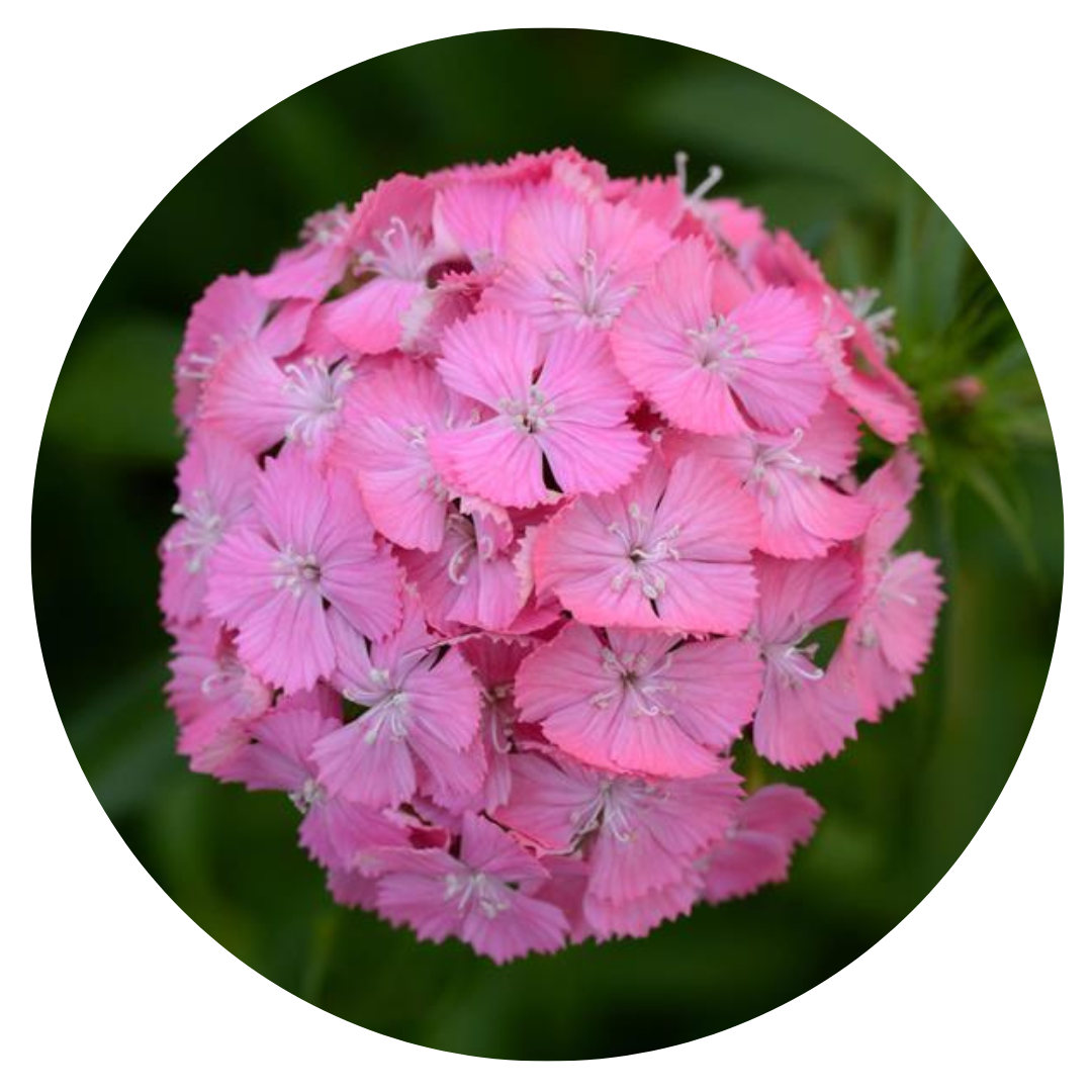 Dianthus barbatus Sweet Deep Pink Maxine therapyofflowers.com