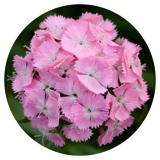 Dianthus barbatus Sweet Pink.