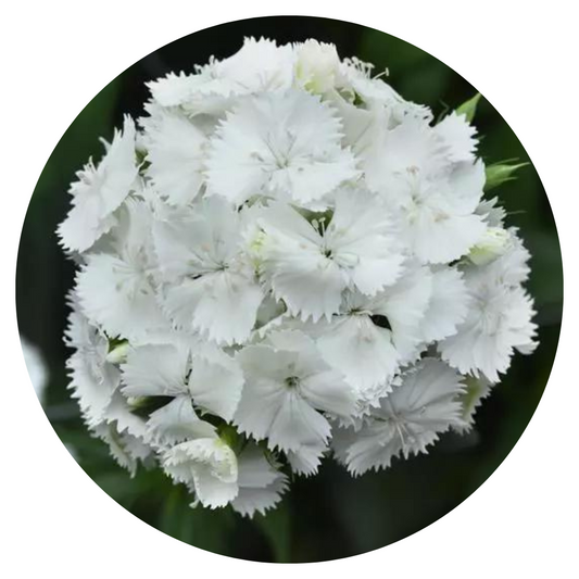 Dianthus barbatus Sweet White.