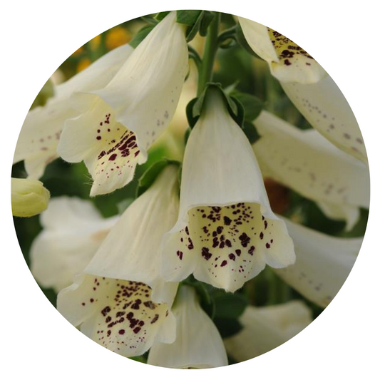 Digitalis purpurea Camelot Cream F1 | Foxglove - 20 pelleted seeds / 90 cm - Seeds