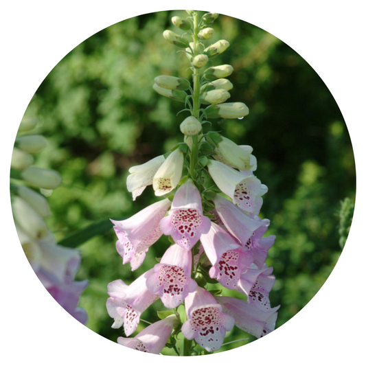 Digitalis Purpurea Camelot Lavender F1