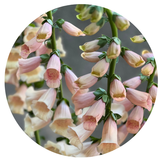 Digitalis purpurea Dalmatian Peach | Foxglove - 20 pelleted seeds / 50-120cm / Peach - seeds