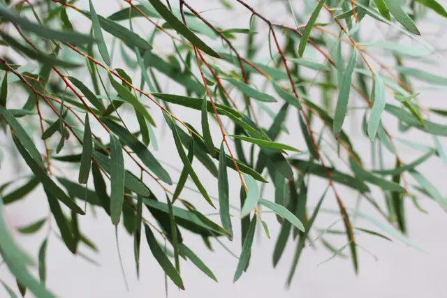 Eucalyptus nicholii | Nichol’s Willow | Willow Peppermint - 20 Seeds - Seeds