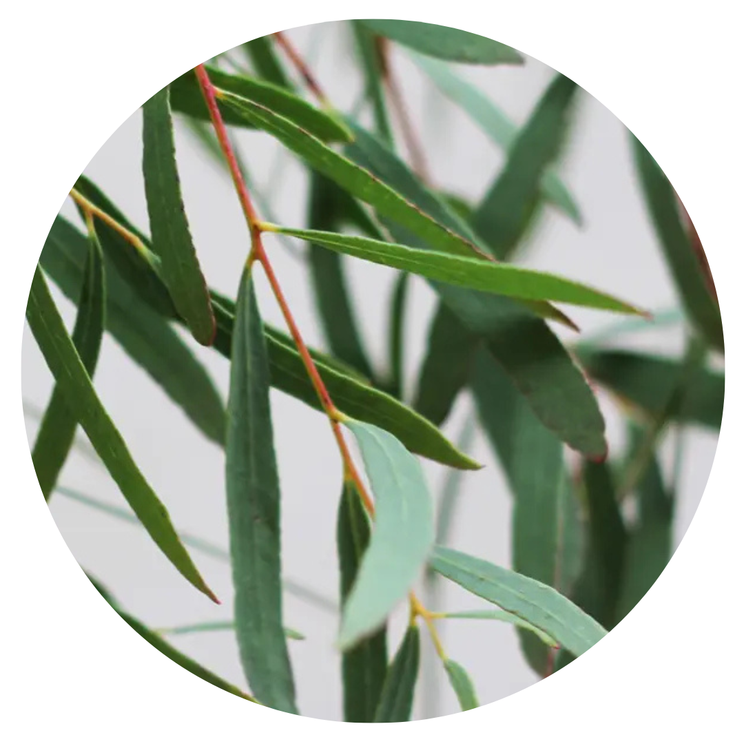 Eucalyptus nicholii | Nichol’s Willow | Willow Peppermint - 20 Seeds - Seeds