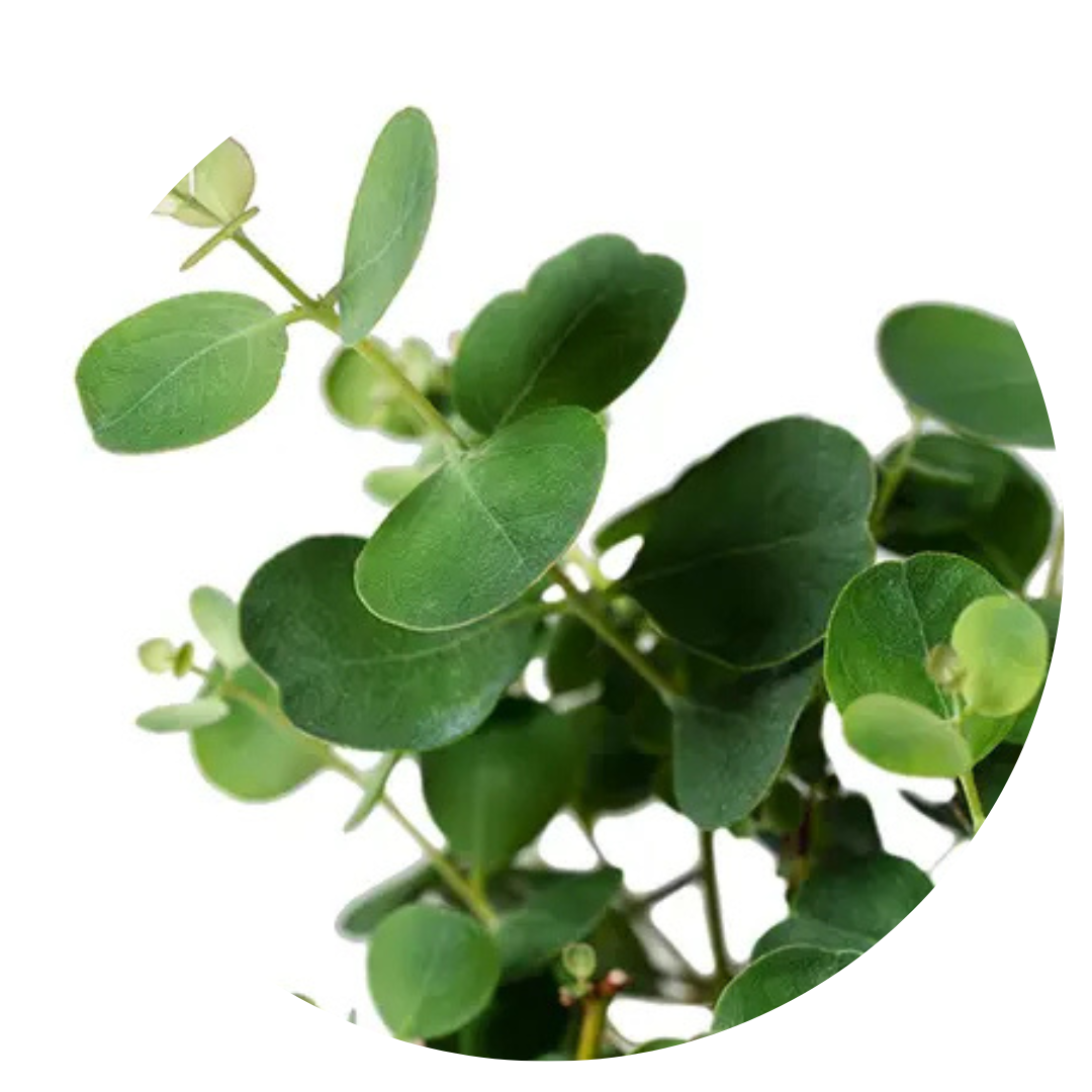 Eucalyptus websteriana | Webster’s Mallee - 20 Seeds - Seeds