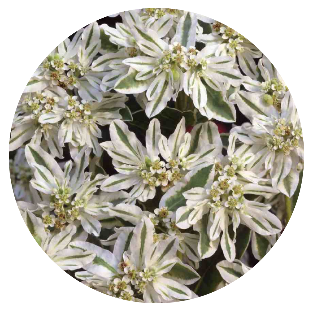 Euphorbia marginata Early Snow | Snow-on-the-Mountains - 20 seeds / Annual / Snowy, bright-white - Seeds