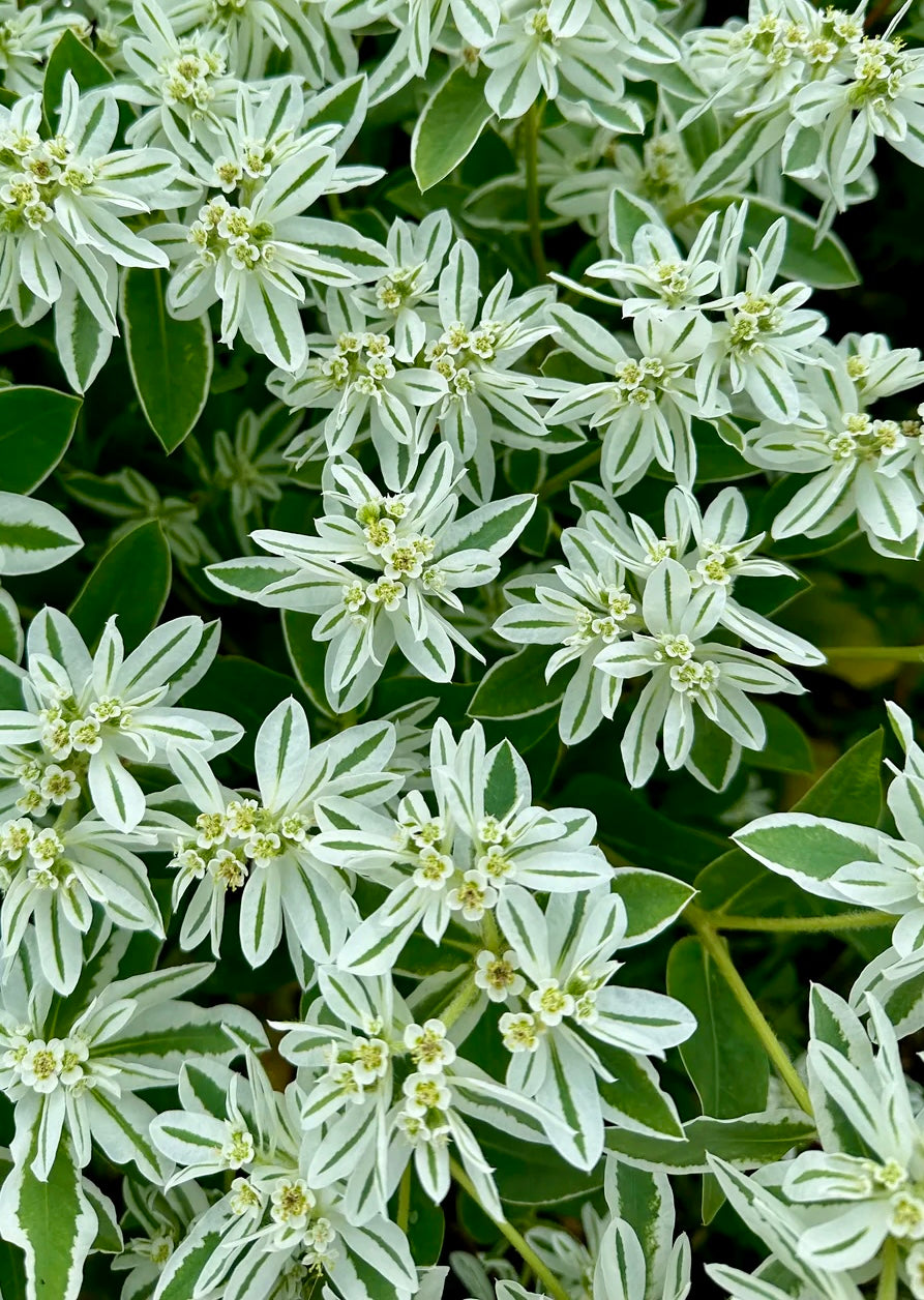 Euphorbia marginata Early Snow | Snow-on-the-Mountains - 20 seeds / Annual / Snowy, bright-white - Seeds