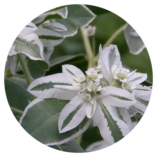 Euphorbia marginata Mountain snow 