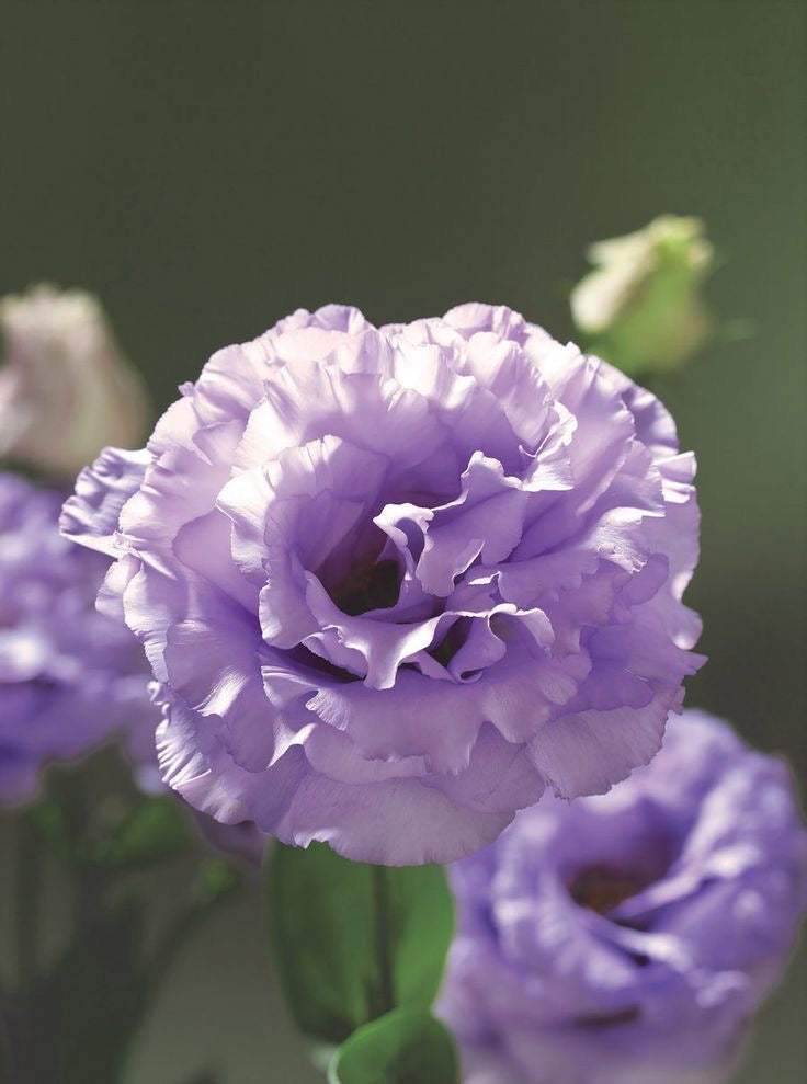 Eustoma grandiflorum Corelli™ II Lavender F1 | Lisianthus | Pelleted - 20 seeds / Pelleted / Lavander - seeds