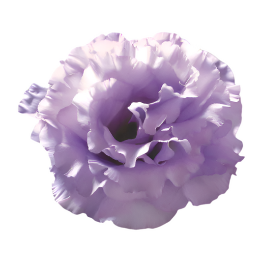 Eustoma grandiflorum Corelli™ II Lavender F1 | Lisianthus | Pelleted - 20 seeds / Pelleted / Lavander - seeds