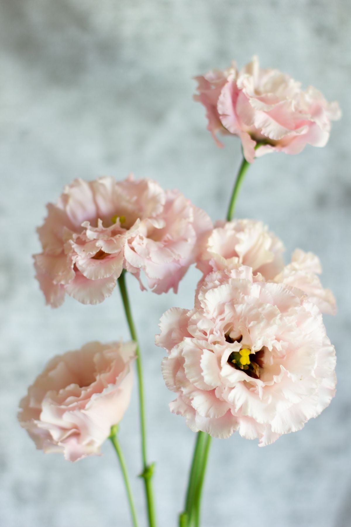 Eustoma grandiflorum Corelli™ III Light Pink F1 | Lisianthus | Pelleted - 20 seeds / Pelleted / Light Pink - seeds