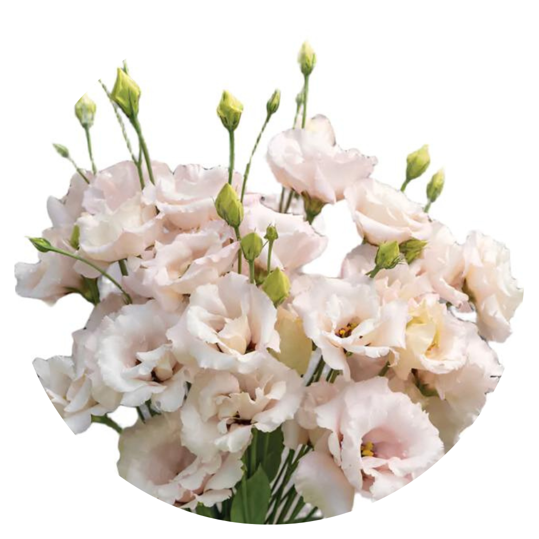 Lisianthus Corelli™ III Light Pink therapyofflowers.com