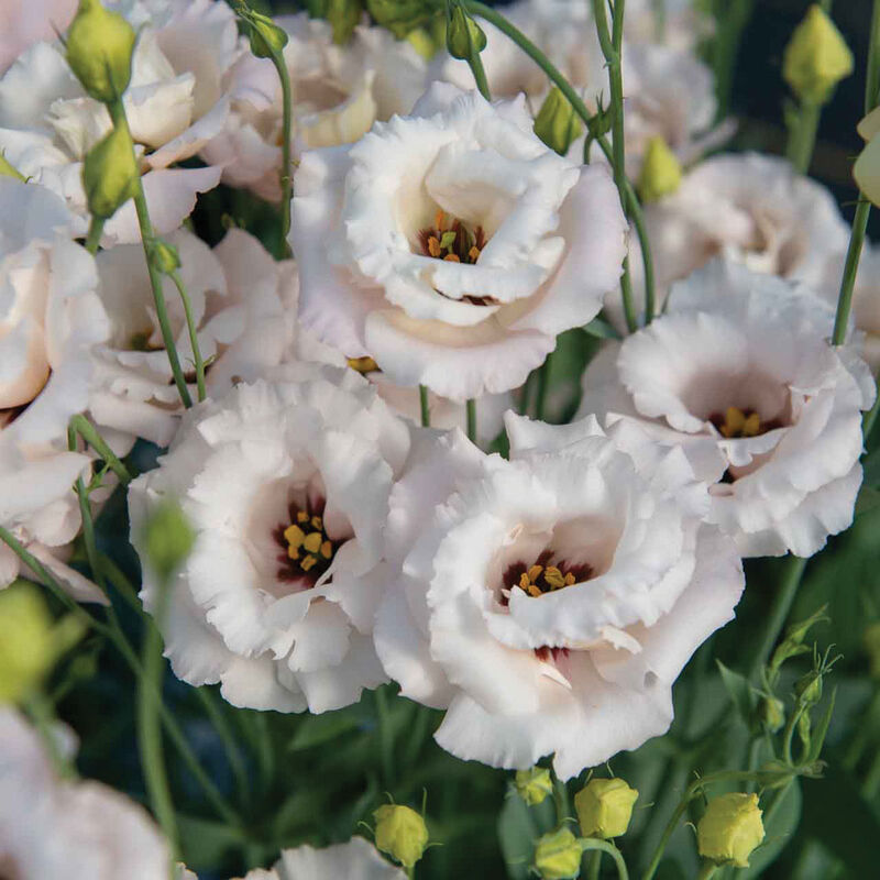 Lisianthus Corelli™ III Light Pink