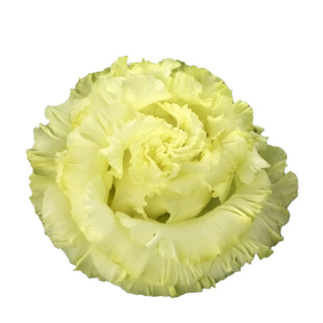 Eustoma grandiflorum Corelli™ SU III Yellow F1 | Lisianthus - 20 seeds / Pelleted / Rich yellow - seeds