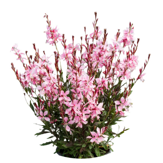 Gaura lindheimeri Emmeline Pink Bouquet | Cut Flower Seeds therapyofflowers.com