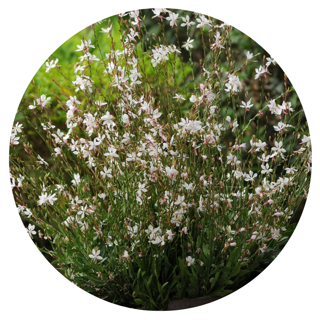 Gaura lindheimeri Sparkle White | Bee Blossom therapyofflowers.com