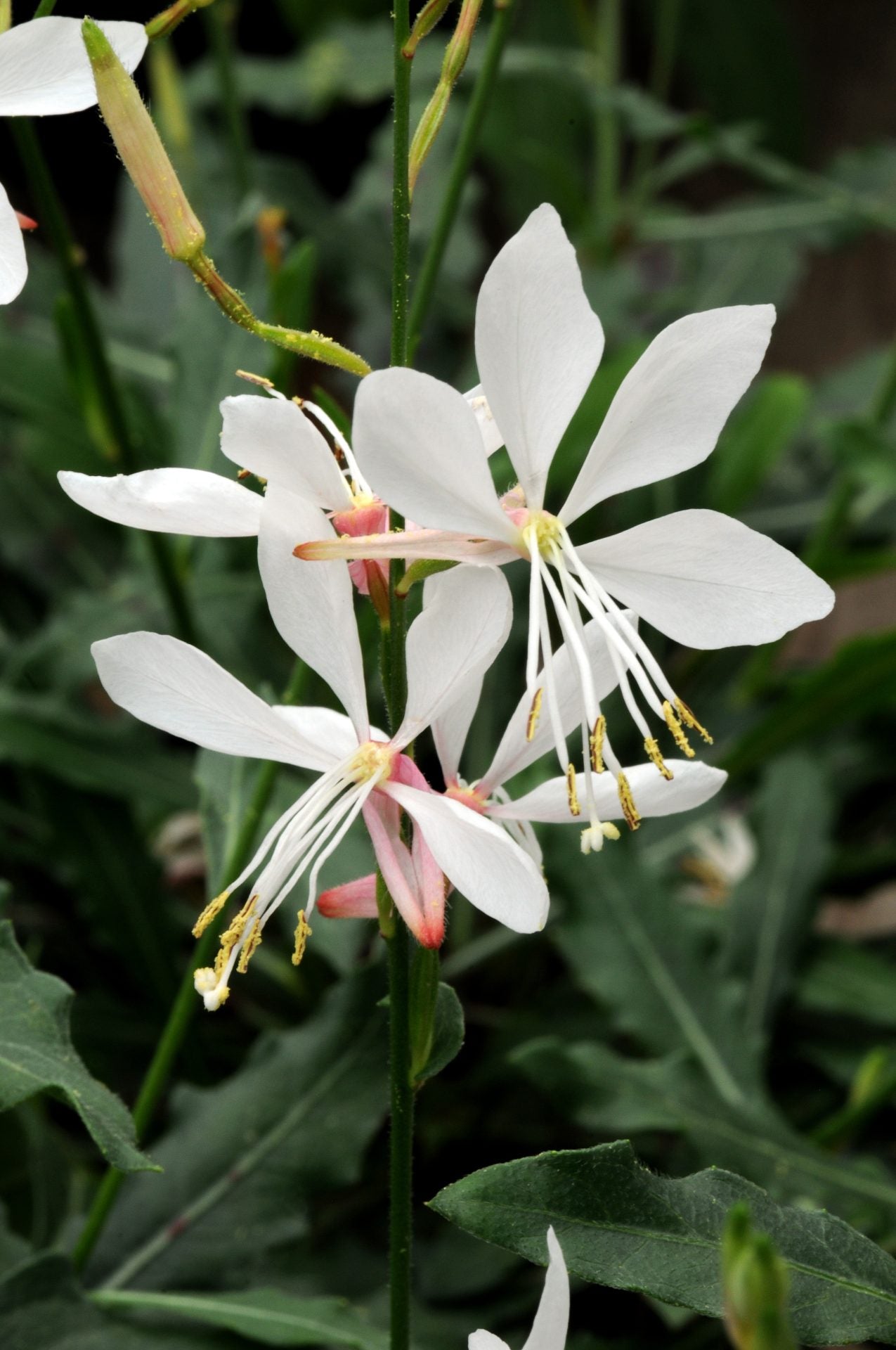 Gaura lindheimeri Sparkle White | Bee Blossom therapyofflowers.com