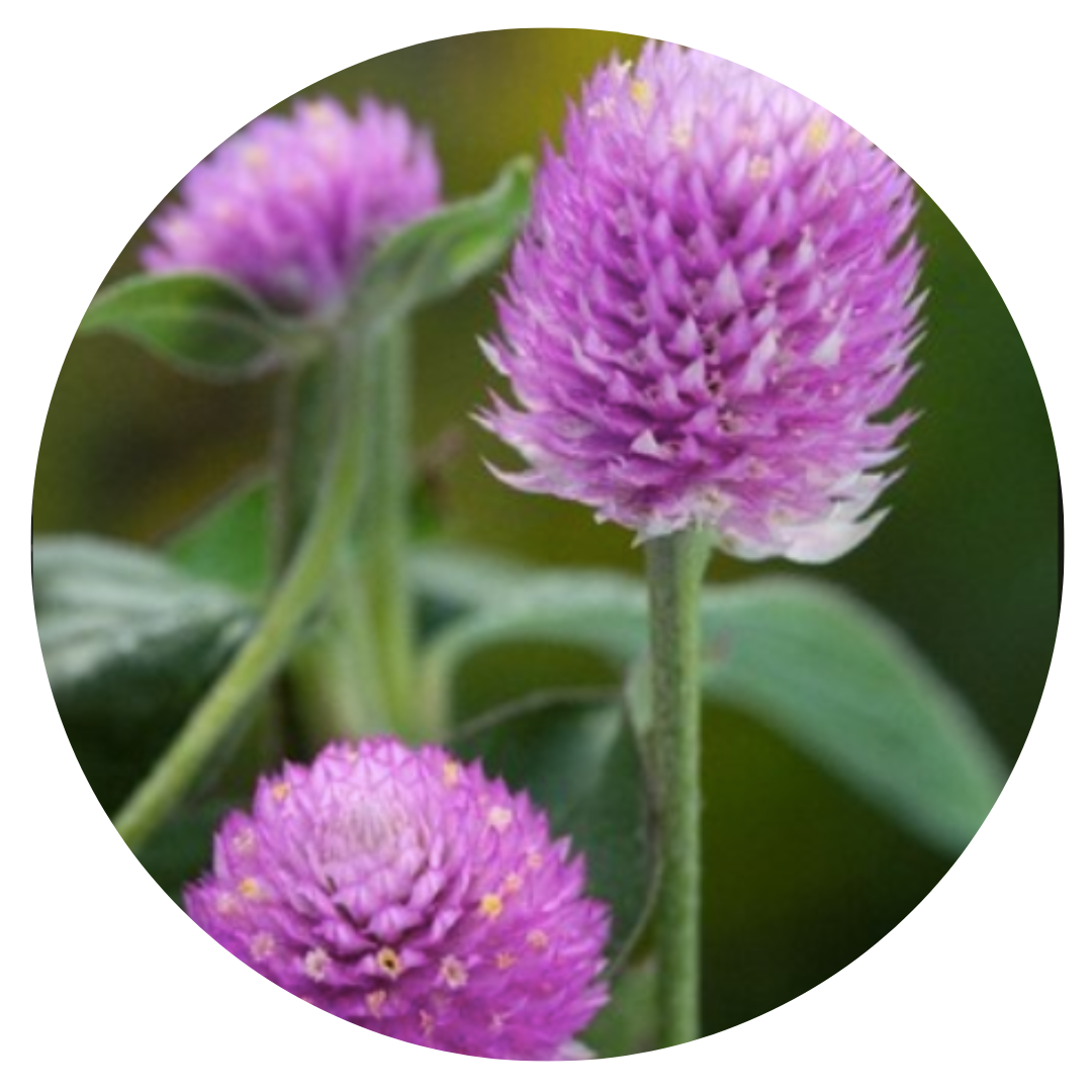 Gomphrena globosa Lavender Lady | Globe Amaranth therapyofflowers.com