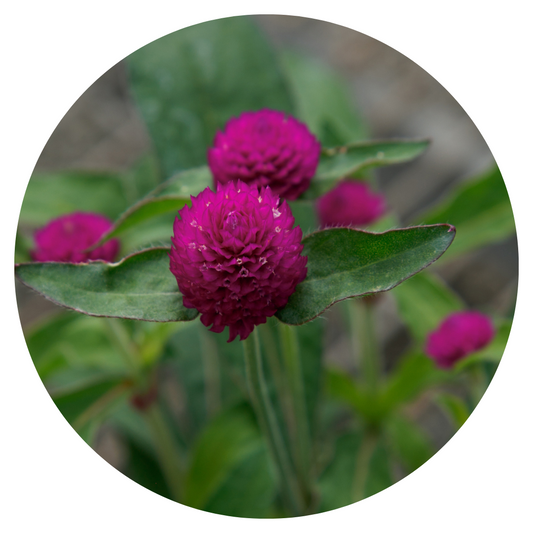 Gomphrena Globosa Ping Pong Purple