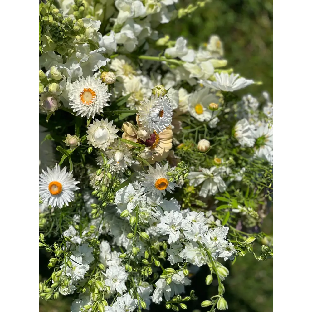 Helichrysum bracteatum White | Strawflower - 0.2 gram - Seeds