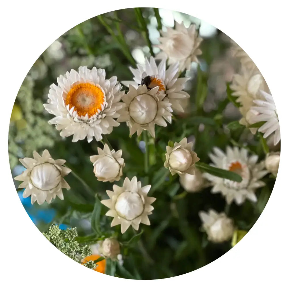 Helichrysum bracteatum White | Strawflower - 0.2 gram - Seeds