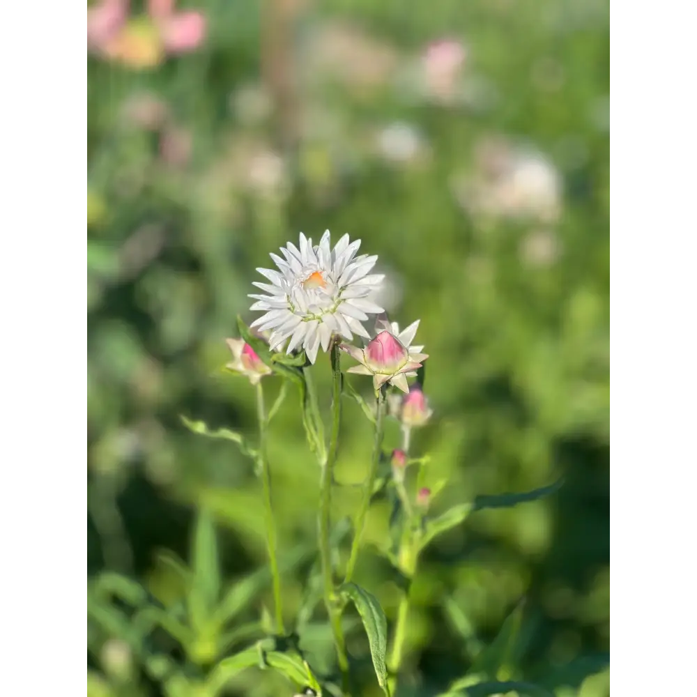 Helichrysum bracteatum White | Strawflower - 0.2 gram - Seeds