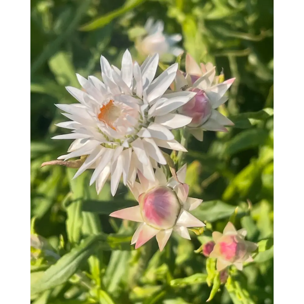 Helichrysum bracteatum White | Strawflower - 0.2 gram - Seeds