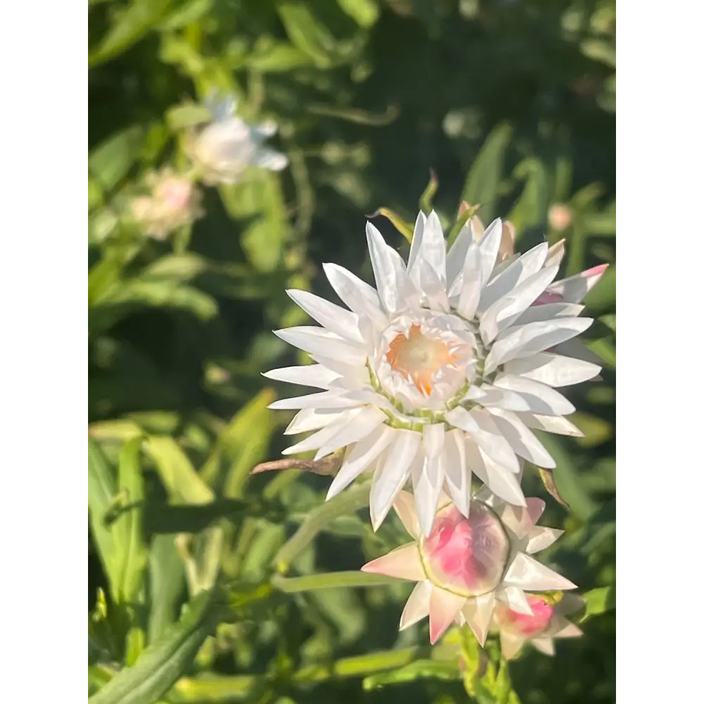 Helichrysum bracteatum White | Strawflower - 0.2 gram - Seeds