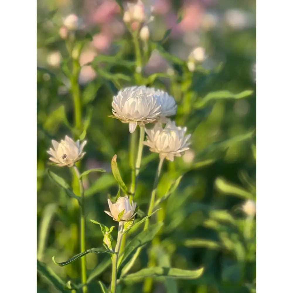 Helichrysum bracteatum White | Strawflower - 0.2 gram - Seeds