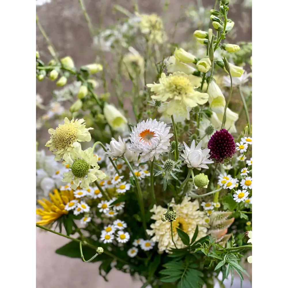 Helichrysum bracteatum White | Strawflower - 0.2 gram - Seeds