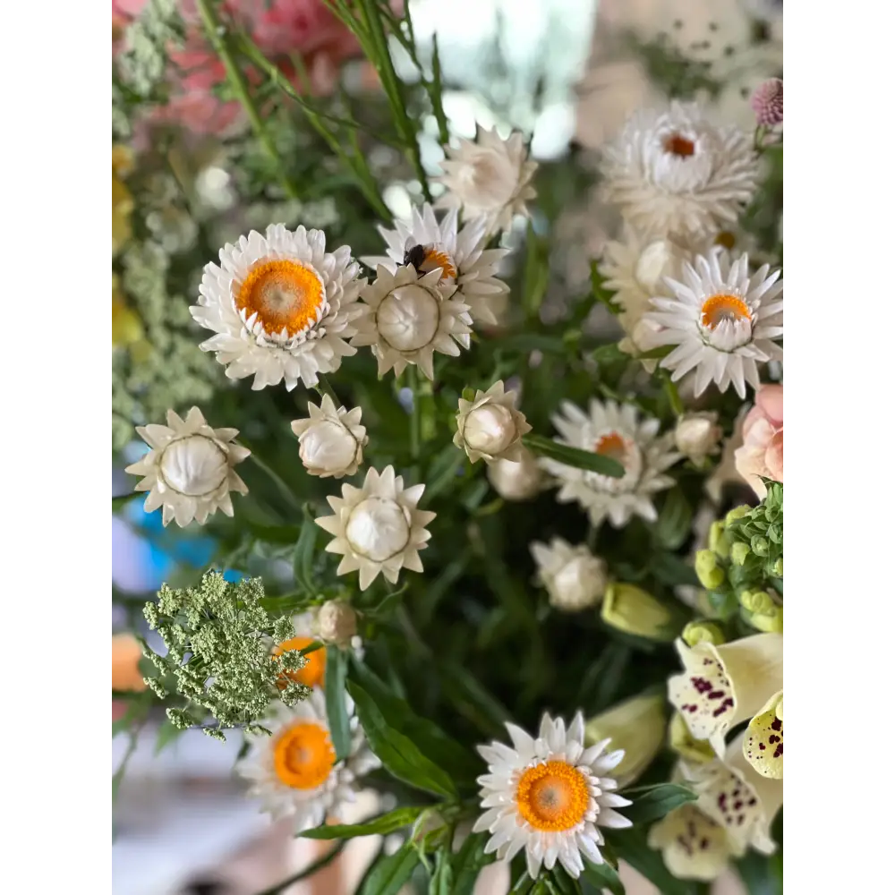 Helichrysum bracteatum White | Strawflower - 0.2 gram - Seeds