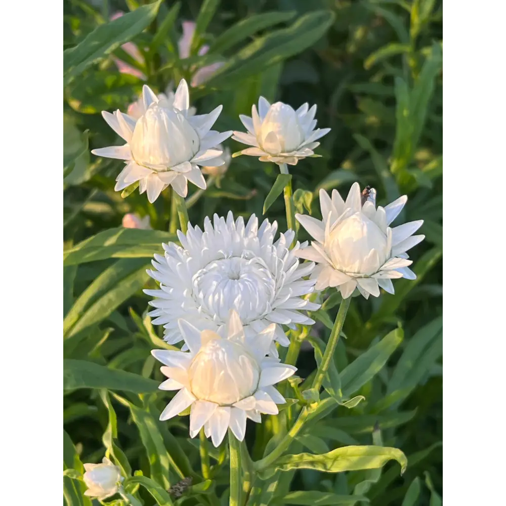 Helichrysum bracteatum White | Strawflower - 0.2 gram - Seeds