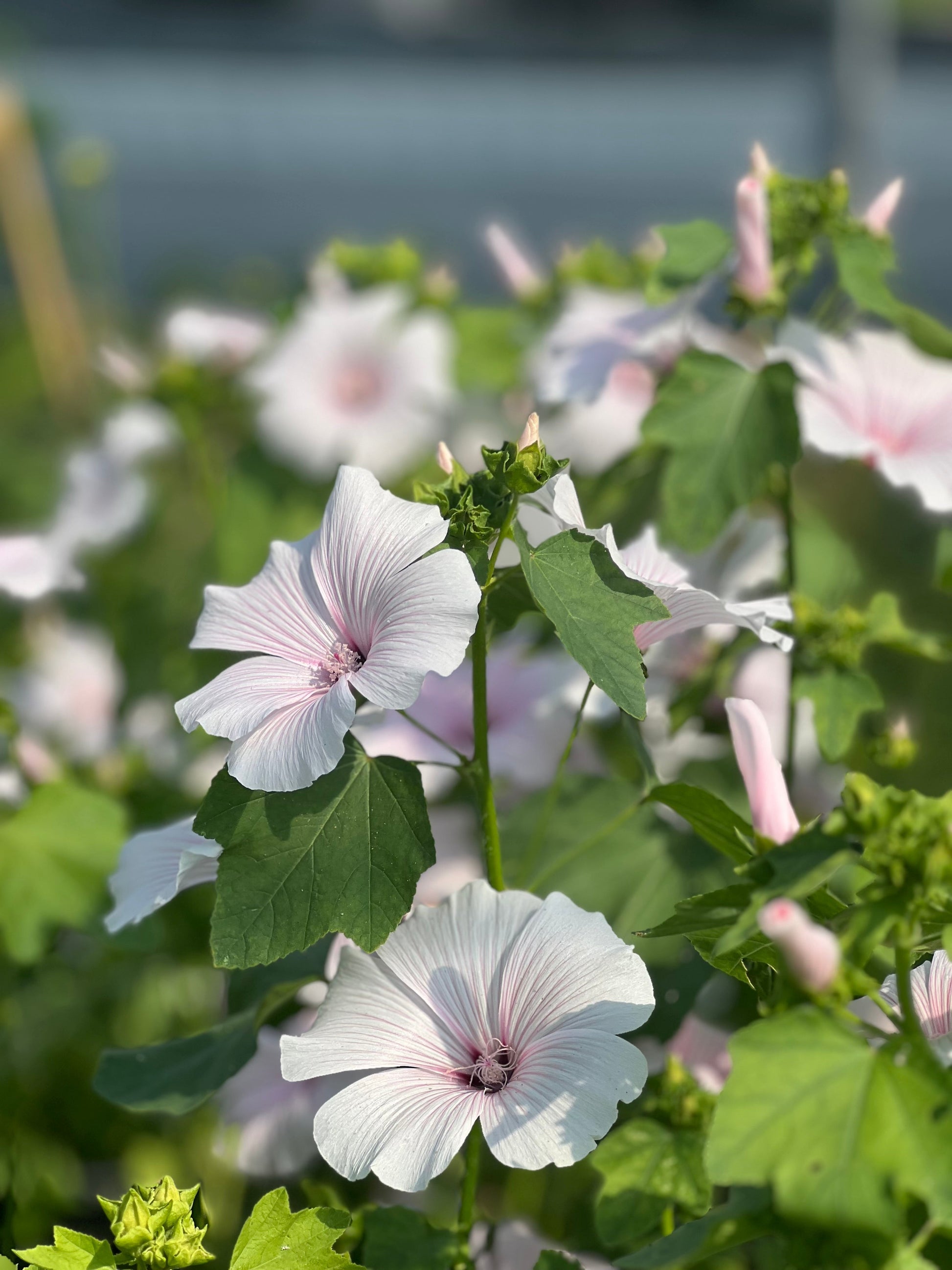 Lavatera 'Silver Blush' therapyofflowers.com