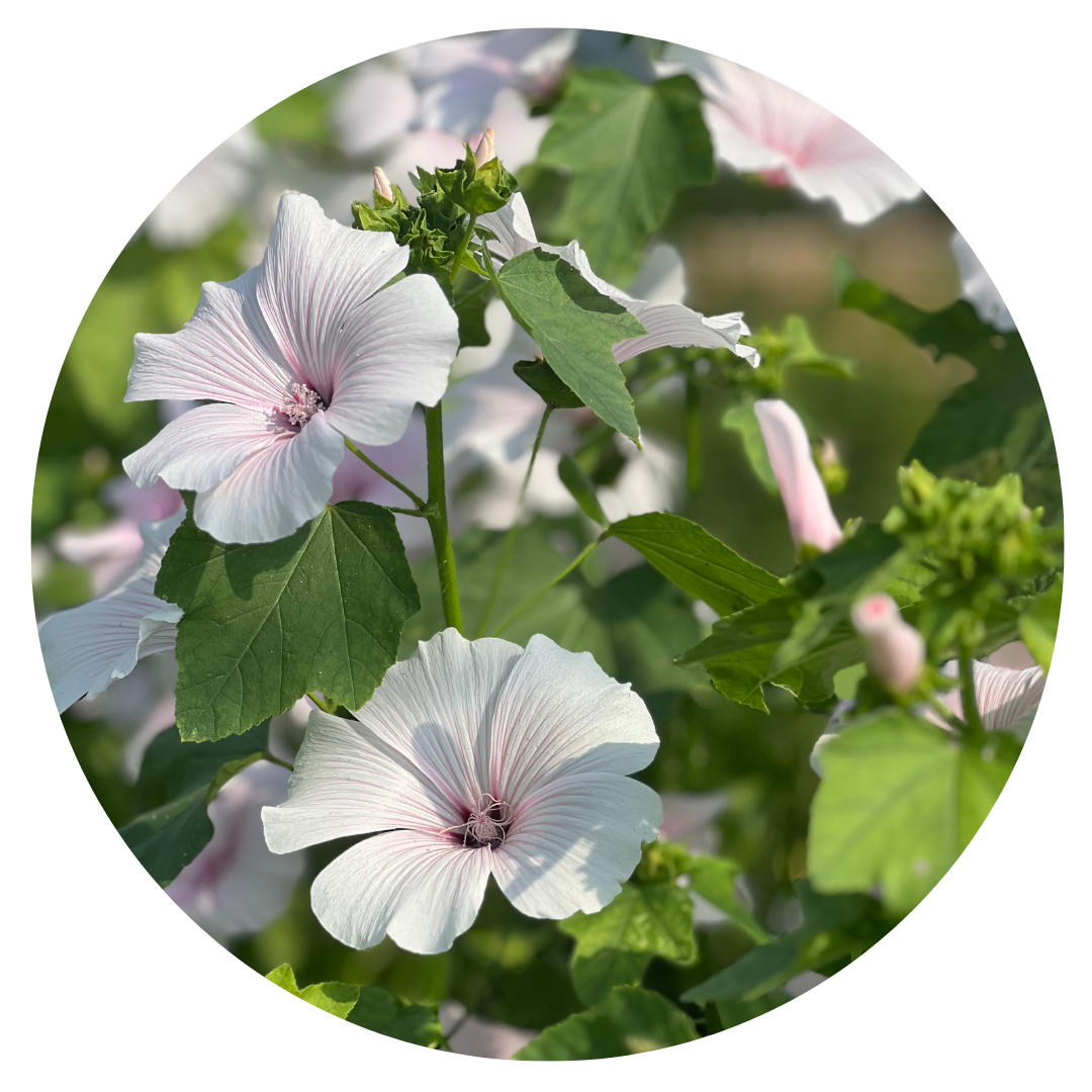 Lavatera trimestris New Dwarf Pink Blush | Annual Mallow therapyofflowers.com