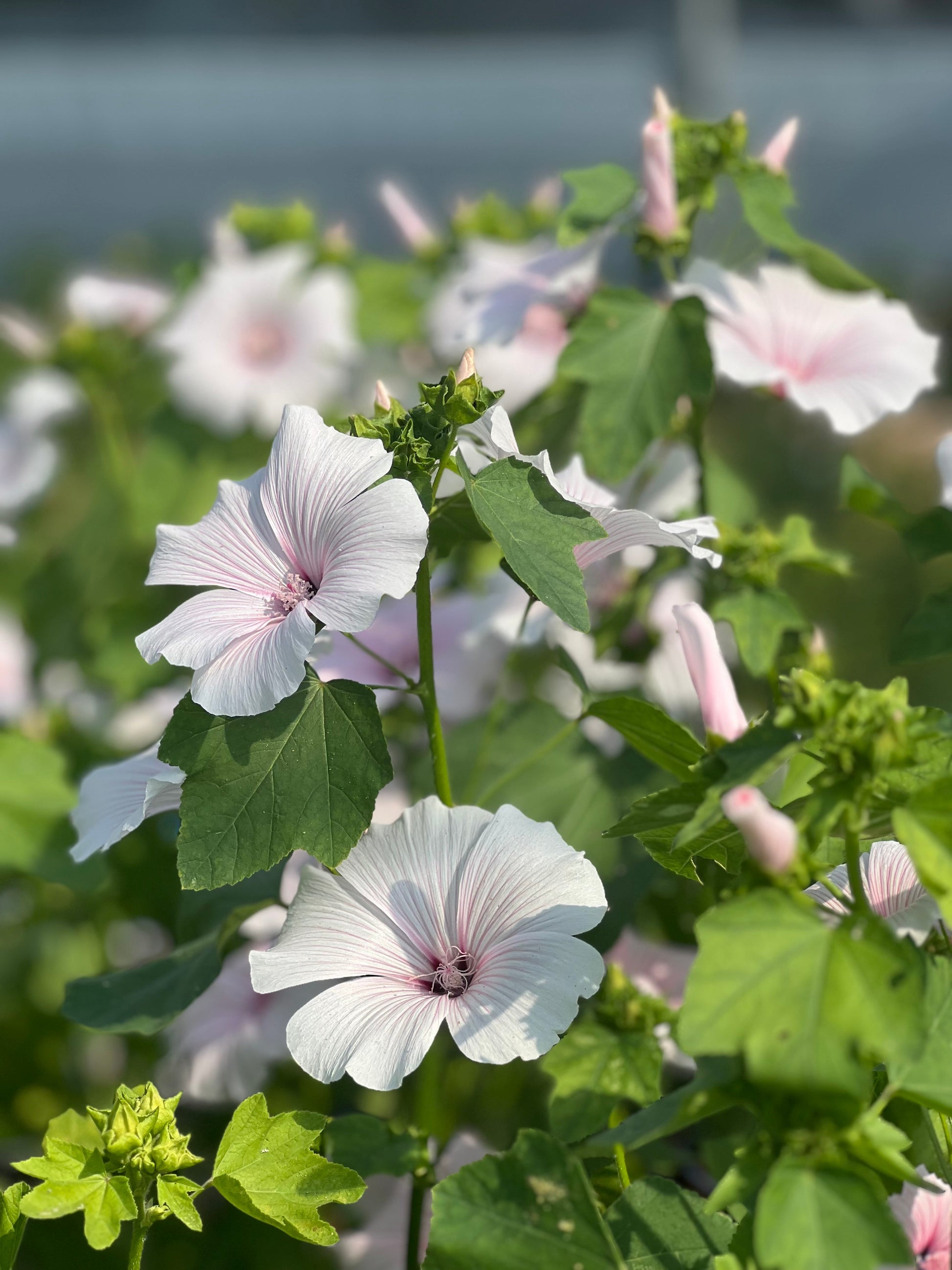 Lavatera 'Silver Blush' therapyofflowers.com