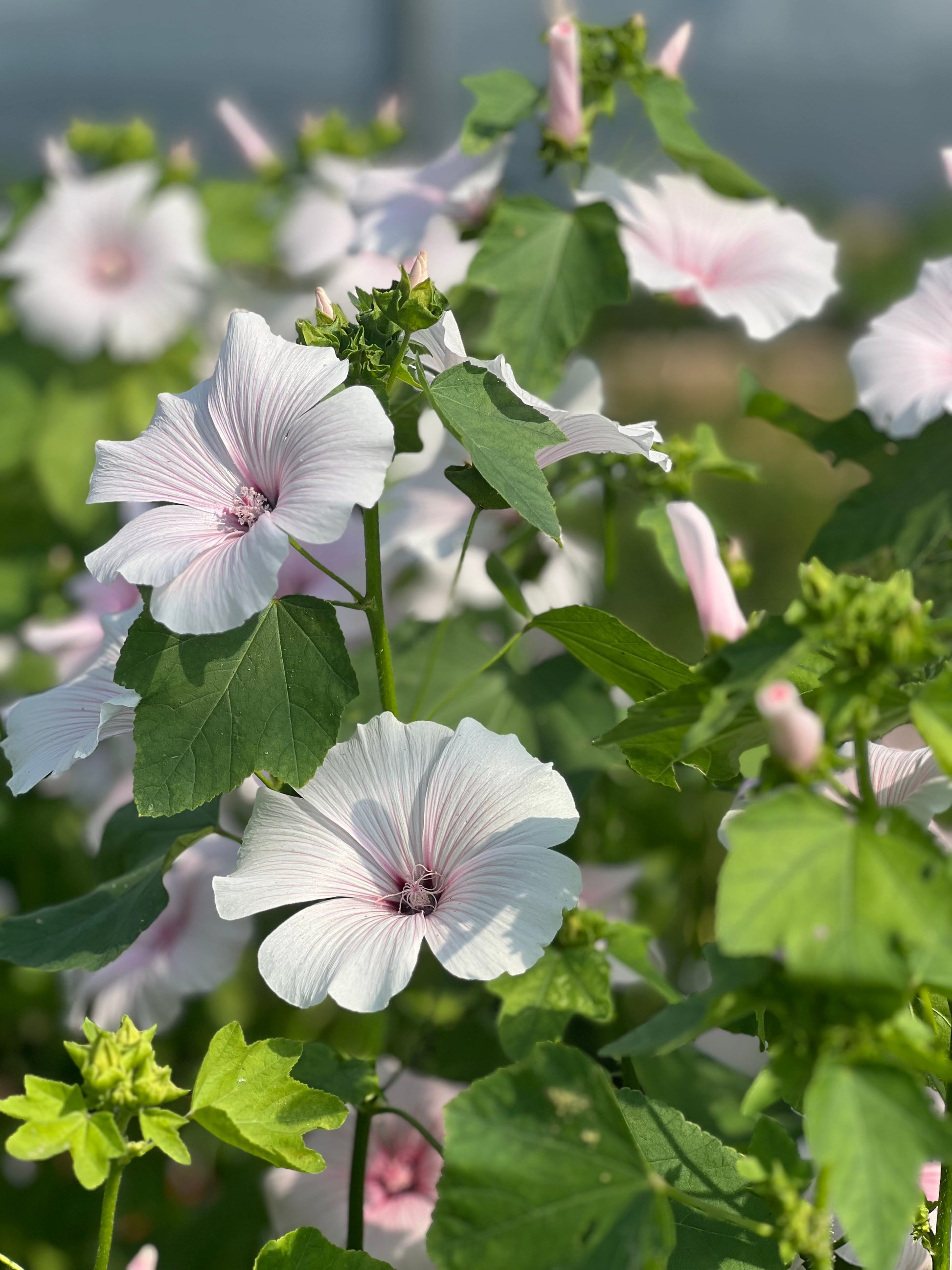 Lavatera 'Silver Blush' therapyofflowers.com